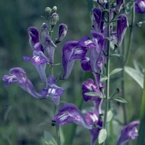 thumbnail for publication: Florida Medicinal Garden Plants: Skullcap (Scutellaria spp.)